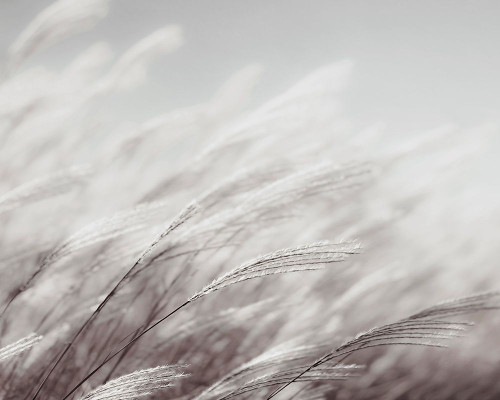 Something Soft Poster Print - Tracey Telik