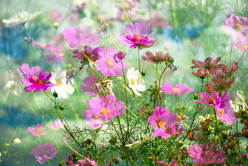 Composite of Cosmos Garden Poster Print - Janell Davidson