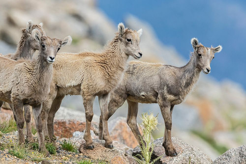Bighorn sheep lambs-curious youngsters of the alpine country, USA-Colorado Poster Print - Ken Archer