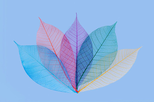 Multi-colored skeleton leaves arranged on light blue background Poster Print - Adam Jones