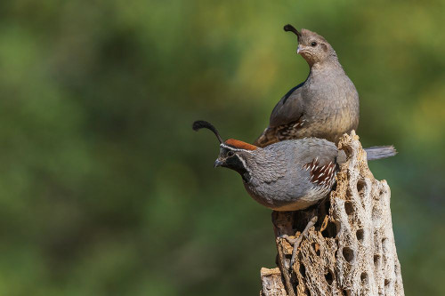 Gambels quail pair perched atop cactus skeleton-USA-Arizona Poster Print - Ken Archer