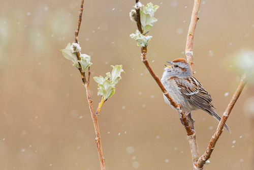 American tree sparrow-Alaskan spring Poster Print - Ken Archer