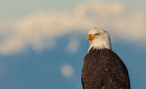 Canada-British Columbia-Boundary Bay-bald eagle-winter portrait Poster Print - Ken Archer
