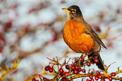 Canada-British Columbia-Boundary Bay-American robin-winter berry feast Poster Print - Ken Archer