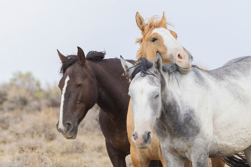 Wild mustangs resting Poster Print - Ken Archer