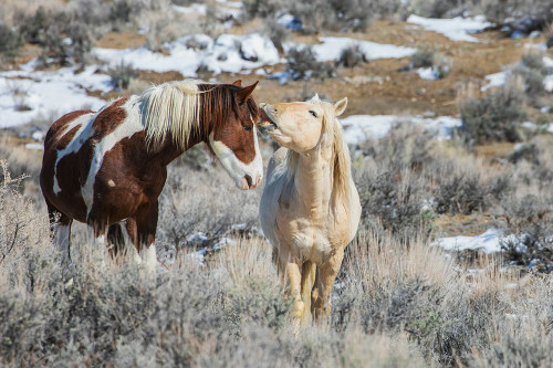 Wild mustangs-horse language-Sand Wash Basin-Colorado-USA Poster Print - Ken Archer