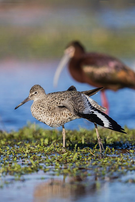 Willet stretching Poster Print - Ken Archer