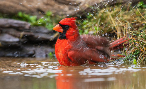 USA-South Texas Northern cardinal bathing Poster Print - Ken Archer
