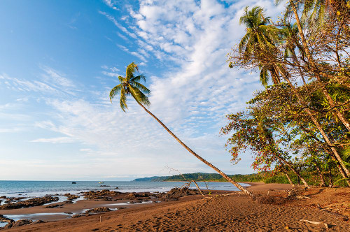 The sandy beach with palm trees and wispy clouds overhead Drake Bay-Osa Peninsula-Costa Rica Poster Print - Sergio Pitamitz