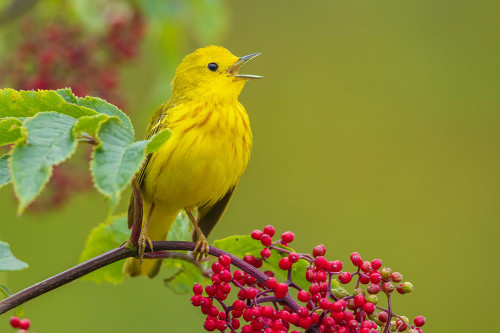 Yellow warbler singing on Hawthorn berry bush-Skagit Valley-Washington State-USA Poster Print - Ken Archer