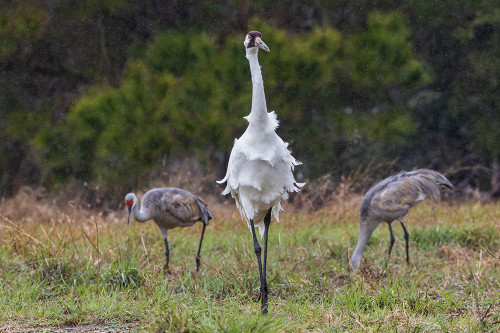 USA-South Texas Aranas National Wildlife Refuge-whooping crane-spring rain Poster Print - Ken Archer