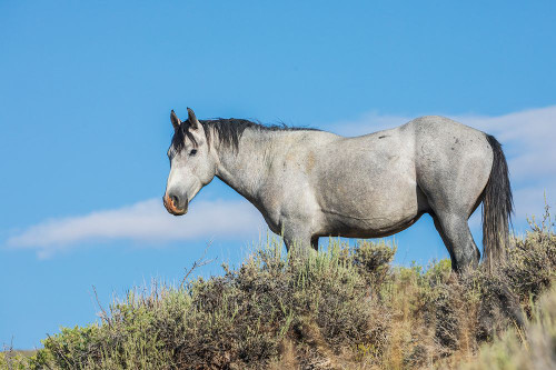 Wild mustang stallion USA-Colorado Poster Print - Ken Archer