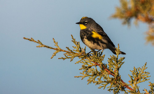 Yellow-rumped warbler Poster Print - Ken Archer