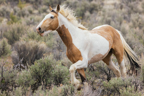 Wild horse on the move Poster Print - Ken Archer