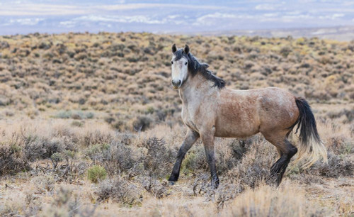 Wild mustang Poster Print - Ken Archer