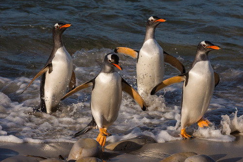 Gentoo penguins-Pygoscelis Papua-coming ashore Pebble Island-Falkland Islands Poster Print - Sergio Pitamitz