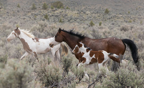 Wild horses on the move Poster Print - Ken Archer