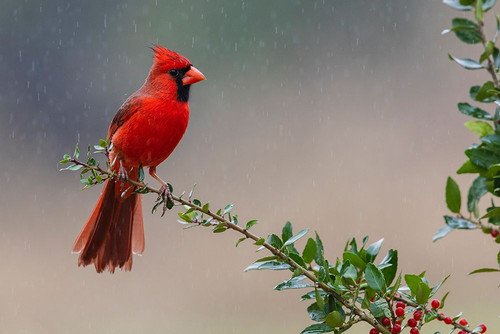 USA-South Texas Northern cardinal getting a shower Poster Print - Ken Archer