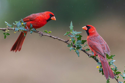 USA-South Texas Northern cardinal males Poster Print - Ken Archer