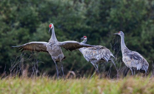 USA-South Texas Aranas National Wildlife Refuge-sandhill cranes