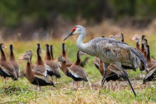 USA-South Texas Sandhill crane