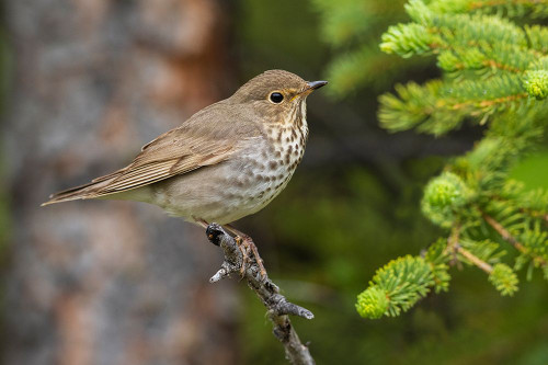 Swainsons thrush Poster Print - Ken Archer