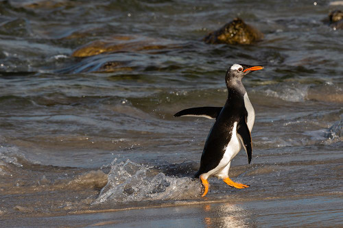 Gentoo penguin-Pygoscelis Papua-coming ashore Pebble Island-Falkland Islands Poster Print - Sergio Pitamitz