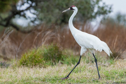 USA-South Texas Aranas National Wildlife Refuge-whooping crane strolling Poster Print - Ken Archer