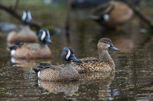 USA-South Texas Aranas National Wildlife Refuge-blue-winged teal ducks Poster Print - Ken Archer