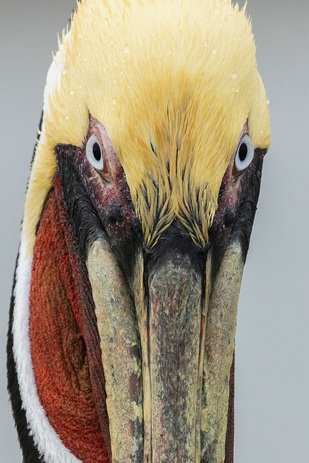 USA-South Texas Aranas National Wildlife refuge-brown pelican Poster Print - Ken Archer
