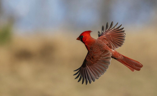 USA-South Texas Northern cardinal flying Poster Print - Ken Archer