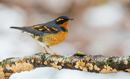 Canada-British Columbia-Boundary Bay-varied thrush-winter habitat Poster Print - Ken Archer