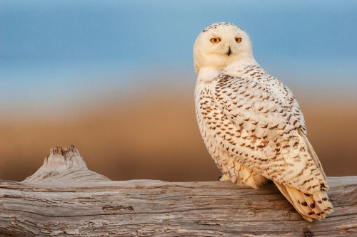 USA-Washington State Damon Point-snowy owl-last light Poster Print - Ken Archer