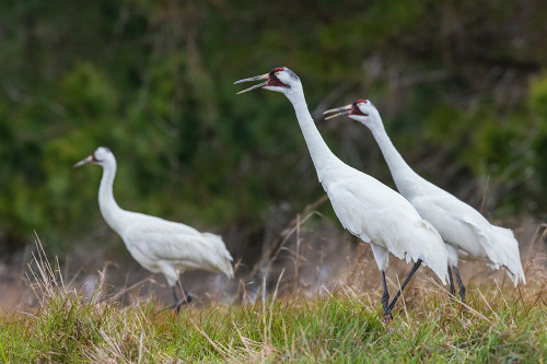 USA-South Texas Aranas National Wildlife Refuge-whooping cranes calling Poster Print - Ken Archer