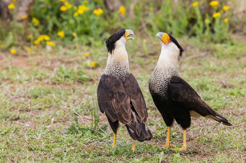 USA-South Texas Laguna Seca-crested caracara pair Poster Print - Ken Archer