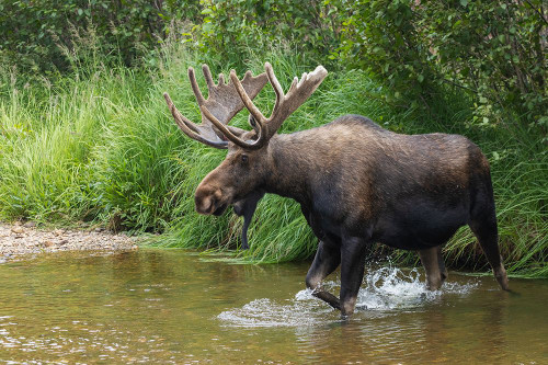 Shiras bull moose-crossing stream Poster Print - Ken Archer