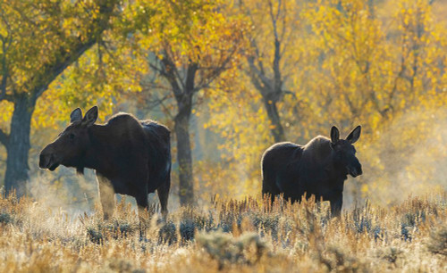 Shiras moose cow with her calf in autumn light-USA Wyoming Poster Print - Ken Archer
