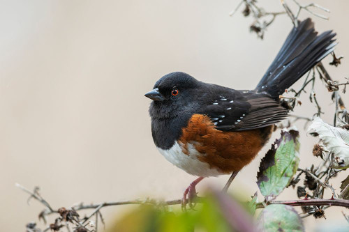 Canada-British Columbia-Boundary Bay-rufous-sided towhee Poster Print - Ken Archer