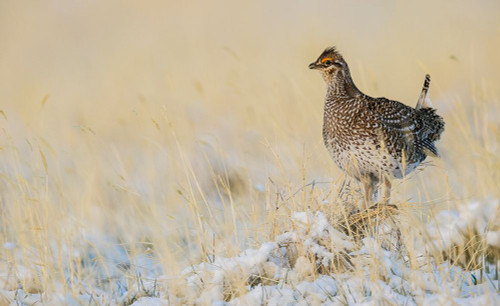 Sharp-tailed grouse-vantage point Poster Print - Ken Archer
