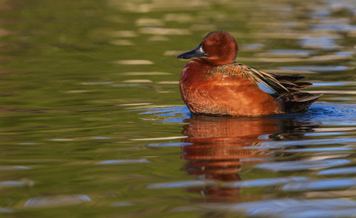 Cinnamon teal drake preening-Southern California-USA Poster Print - Ken Archer