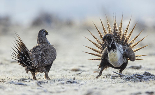 Greater sage grouse Males-stand off for territory on the lek-Colorado-USA Poster Print - Ken Archer