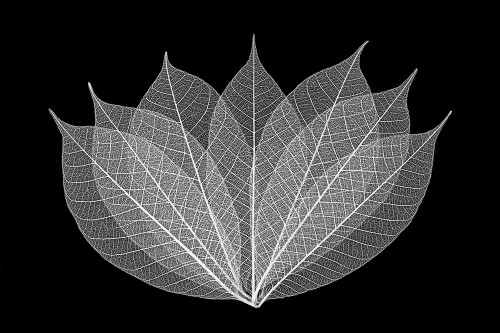 Skeleton leaves in black and white arranged on black background Poster Print - Adam Jones
