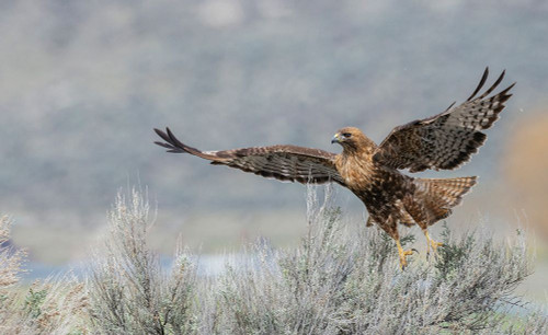 Red-tailed hawk flying-Colorado-USA Poster Print - Ken Archer