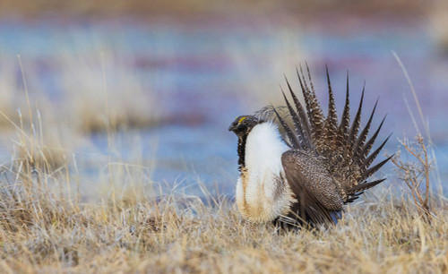 Greater sage grouse Poster Print - Ken Archer