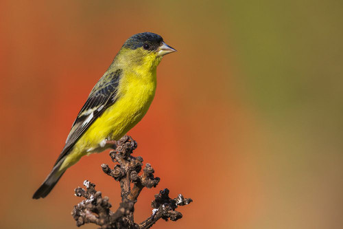 Lesser goldfinch posing on cactus stem-Southern California-USA Poster Print - Ken Archer