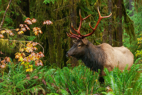 Roosevelt bull elk-USA-Washington State Olympic National Park Poster Print - Ken Archer