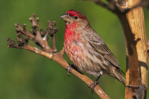 House finch-Southern California-USA Poster Print - Ken Archer