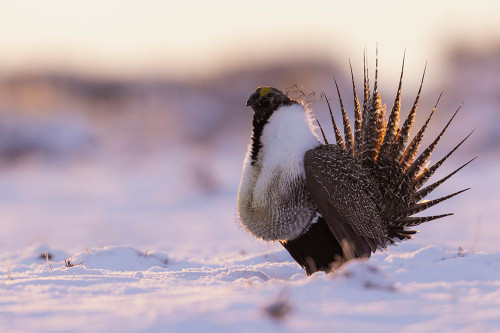 Greater sage grouse-dawn dance Poster Print - Ken Archer