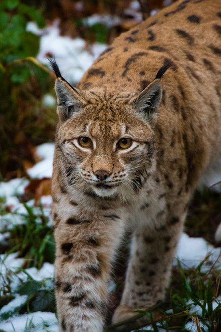 Portrait of a European lynx-walking in snow Bavaria-Germany Poster Print - Sergio Pitamitz