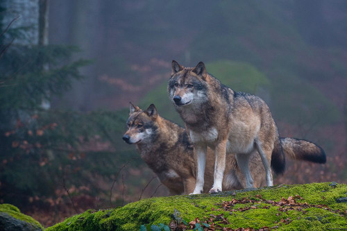 Two gray wolves-Canis lupus-on a mossy boulder in a foggy forest Bavaria-Germany Poster Print - Sergio Pitamitz